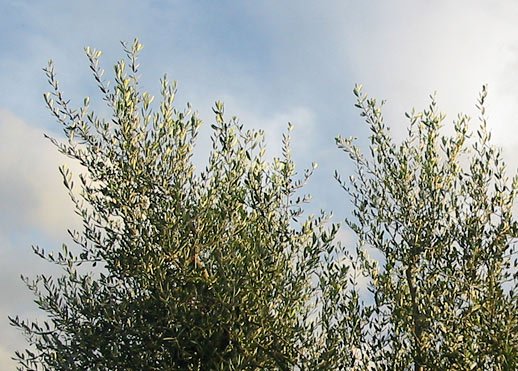 El origen del olivo